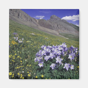 Bergen en wilde bloemen in alpiene weide, Blauw Magneet