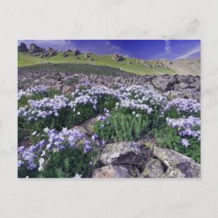 Bergen en wilde bloemen in de alpenweide, briefkaart