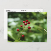 Bergen in de Berg Briefkaart (Voorkant / Achterkant)