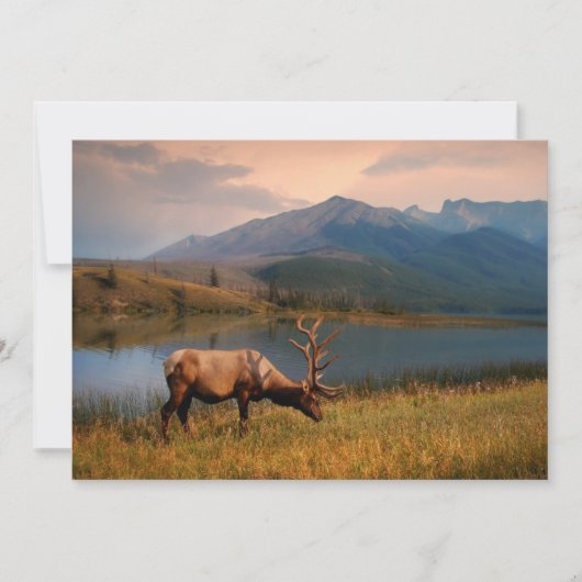 Bergen | Jacques Mountain Range Alberta Canada Bedankkaart (Voorkant)