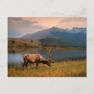 Bergen   Jacques Mountain Range Alberta Canada Briefkaart