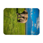 Bergen | Kilimanjaro Tanzania, Afrika Magneet (Horizontaal)