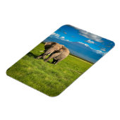 Bergen | Kilimanjaro Tanzania, Afrika Magneet (Linkerzijde)