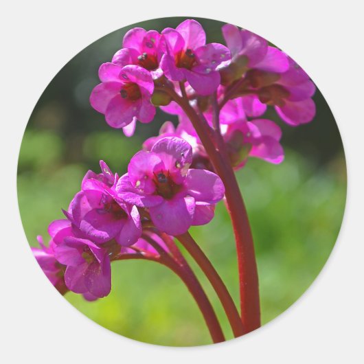 Bergenia Flower Stickers (Voorkant)
