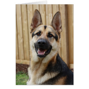 Berger allemand assis