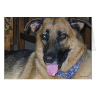 Berger allemand Bandana - Amoureux des chiens de r