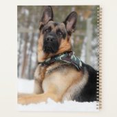 Berger Allemand En Neige (Dos)