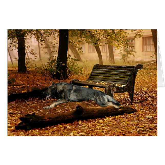 Berger allemand "j'aurai raison là " (Devant horizontal)