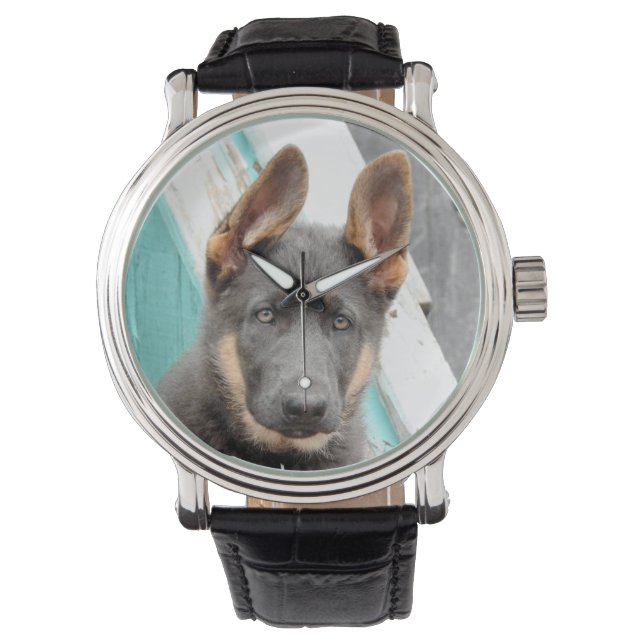 Berger allemand Montre de Chiot (devant)