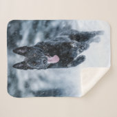 Berger allemand noir dans la couverture de duvet d (Devant (Horizontal))