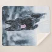 Berger allemand noir dans la couverture de duvet d (Devant (Horizontal))