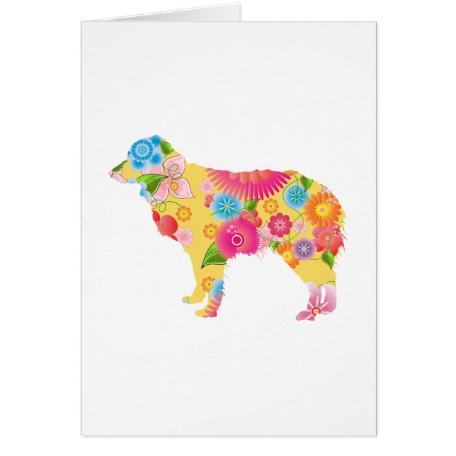 Berger australien miniature (Devant)