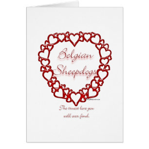 Berger belge Véritable Amour