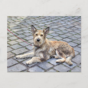 Berger de Picardie Briefkaart