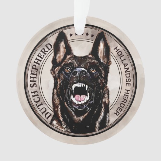 Berger néerlandais - Hollandse Herdershond (devant)