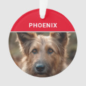 Berger Picard Nom et photo de Chien Noël (devant)