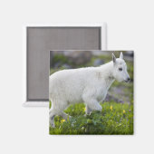 Berggeit kind bij Logan Pass in Glacier Magneet (Voorkant / Achterkant)