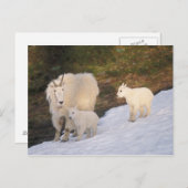 berggeiten briefkaart (Voorkant / Achterkant)