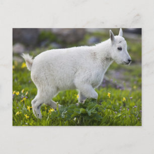 Berggeitjong bij Logan Pass in Glacier Briefkaart