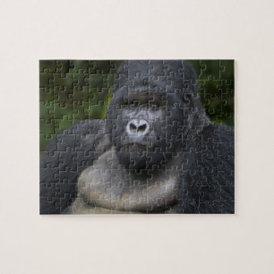 Berggorilla en Zilverruggorilla Legpuzzel