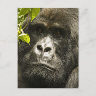 Berggorilla, Gorilla beringei beringei, Briefkaart