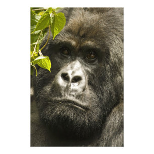 Berggorilla, Gorilla beringei beringei, Foto Afdruk