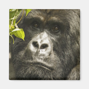 Berggorilla, Gorilla beringei beringei, Magneet