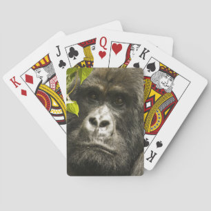 Berggorilla, Gorilla beringei beringei, Pokerkaarten