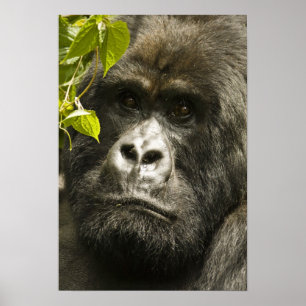 Berggorilla, Gorilla beringei beringei, Poster