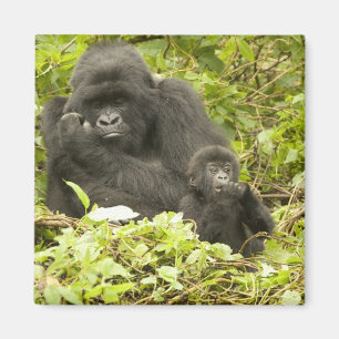Berggorilla, Gorilla beringei (voorheen G. Magneet