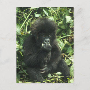 Berggorilla, (Gorilla gorilla beringei), Briefkaart