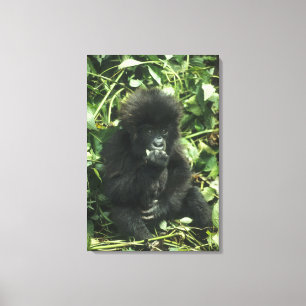 Berggorilla, (Gorilla gorilla beringei), Canvas Afdruk