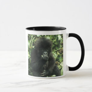 Berggorilla, (Gorilla gorilla beringei), Mok