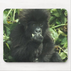 Berggorilla, (Gorilla gorilla beringei), Muismat