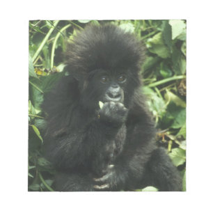 Berggorilla, (Gorilla gorilla beringei), Notitieblok