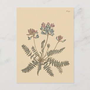 Berghuttentop Botanische Illustratie Briefkaart