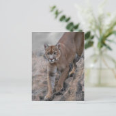 bergklimmen van leeuw briefkaart (Staand voorkant)