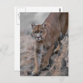 bergklimmen van leeuw briefkaart (Voorkant / Achterkant)