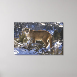 Bergleeuw Canvas Afdruk