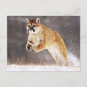Bergleeuw (Cougar) Briefkaart