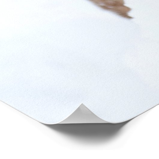 Bergleeuw in de sneeuw poster (Hoek)