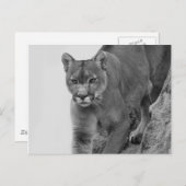 Bergleeuw in zwart-wit briefkaart (Voorkant / Achterkant)