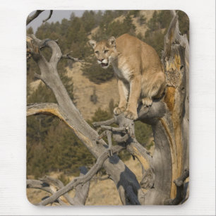 Bergleeuw, ook bekend als poema, cougar; Puma conc Muismat