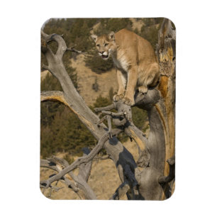 Bergleeuw, ook wel poema, cougar; Puma concolor, 2 Magneet