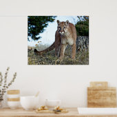 Bergleeuw op de berg poster (Keuken)