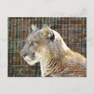 Berglion/Cougar Briefkaart