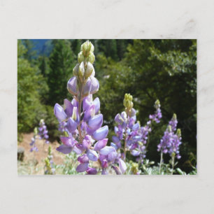 Berglupinen in Yosemite Briefkaart