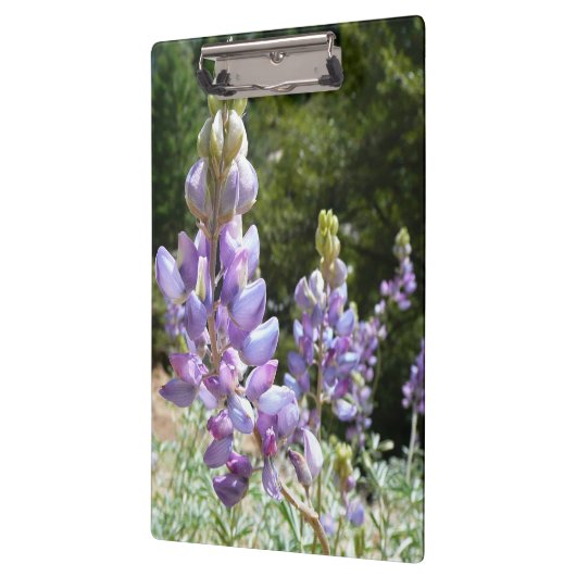 Berglupinen in Yosemite Klembord (Links)