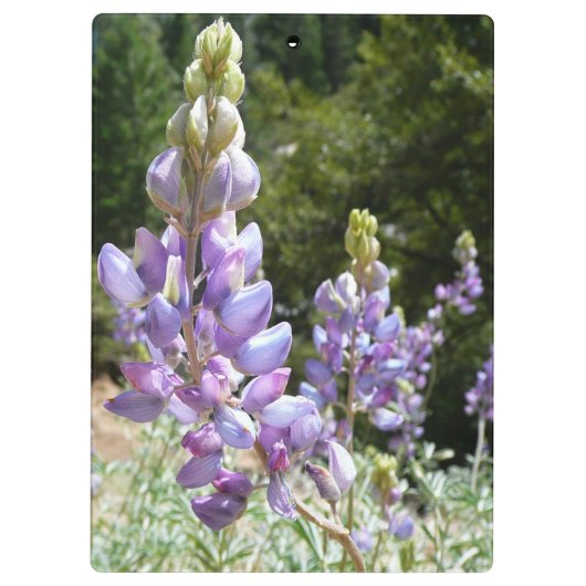 Berglupinen in Yosemite Klembord (Achterkant)