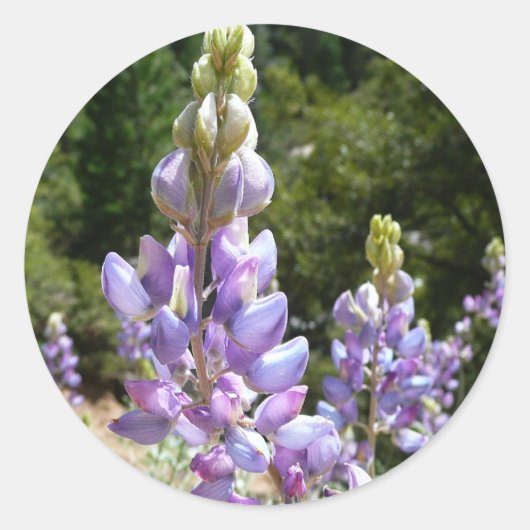 Berglupinen in Yosemite Ronde Sticker (Voorkant)